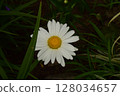 white chamomile on a meadow 128034657