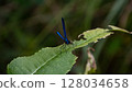 dragonfly on leaf 128034658