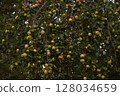 yellow plums on apple tree 128034659