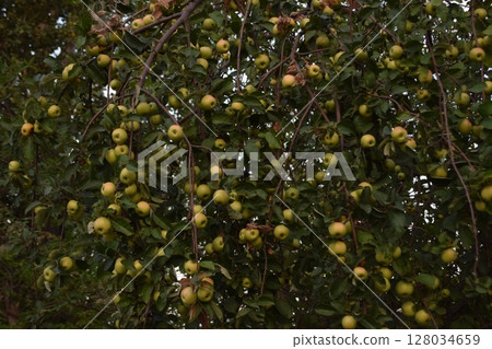 yellow plums on apple tree yellow plums on apple tree 128034659