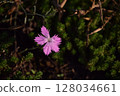 pink flower in the garden 128034661