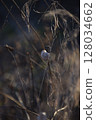 grass with shell 128034662