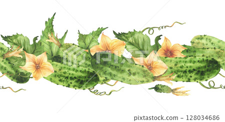 Cucumbers seamless border with yellow flowers, leaves, buds and curling plant tendril. Watercolor realistic illustration hand drawn Botanical vegetable harvest patternIsolated from background clipart Cucumbers seamless border with yellow flowers, leaves, buds and curling plant tendril. Watercolor realistic illustration hand drawn Botanical vegetable harvest patternIsolated from background clipart 128034686