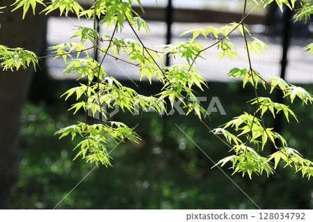 Green maple leaves Green maple leaves 128034792
