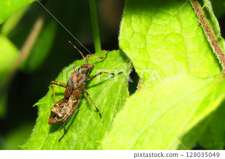 Larvae of the lone helicopter bug 128035049