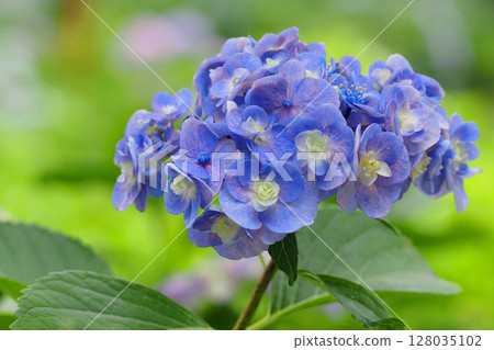 hydrangea flower 128035102