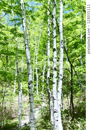 Fresh green birch forest 128035111
