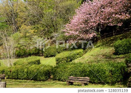 熊本縣南關町大津山自然公園的重瓣櫻花美景 128035139