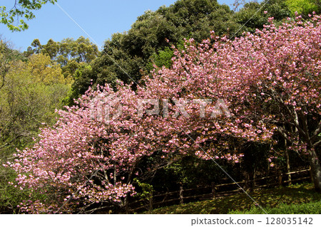 Scenery of double cherry blossoms blooming at Otsuyama Nature Park, Nankan Town, Kumamoto Prefecture 128035142