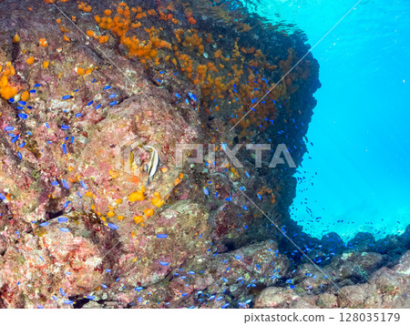 A wall of moorish idols, schools of goldfish anthias and other fish, and a wall of ivory goatfish. Hirizohama Nakagi Minamiizu Town Izu Peninsula Shizuoka Prefecture 2024 A wall of moorish idols, schools of goldfish anthias and other fish, and a wall of ivory goatfish. Hirizohama Nakagi Minamiizu Town Izu Peninsula Shizuoka Prefecture 2024 128035179
