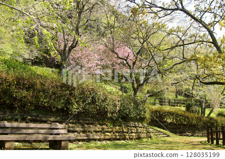 Scenery of double cherry blossoms blooming at Otsuyama Nature Park, Nankan Town, Kumamoto Prefecture 128035199