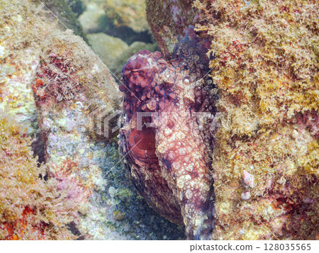 A big beautiful ringed octopus hiding among the rocks. Nakagi Hirizo Beach, Minamiizu-cho, Kamo-gun, Izu Peninsula, Shizuoka Prefecture 2024 128035565