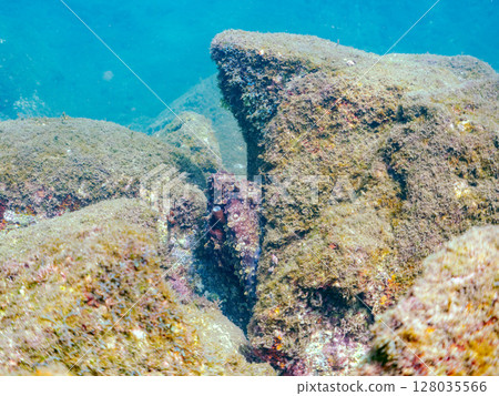 一隻巨大而美麗的環狀章魚藏在岩石之間。靜岡縣、伊豆半島、加茂郡、南伊豆町、中木埼三海水浴場 2024 一隻巨大而美麗的環狀章魚藏在岩石之間。靜岡縣、伊豆半島、加茂郡、南伊豆町、中木埼三海水浴場 2024 128035566