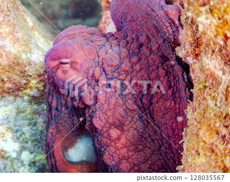 一隻巨大而美麗的環狀章魚藏在岩石之間。靜岡縣、伊豆半島、加茂郡、南伊豆町、中木埼三海水浴場 2024 128035567