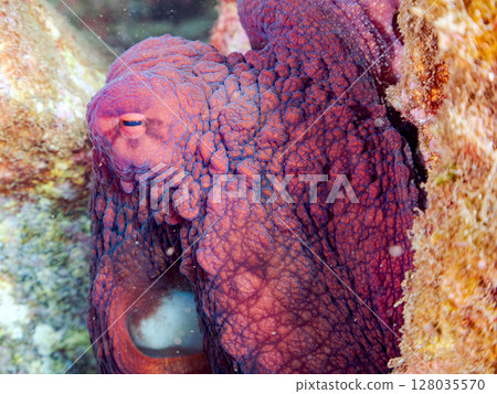 一隻巨大而美麗的環狀章魚藏在岩石之間。靜岡縣、伊豆半島、加茂郡、南伊豆町、中木埼三海水浴場 2024 128035570