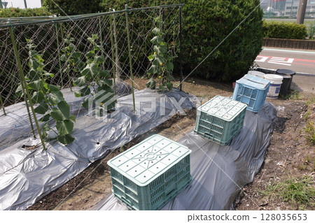 Tips for growing cucumbers in midsummer 128035653