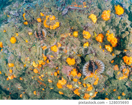 A giraffe fish (Scorpaenidae) with beautiful spread wings. Hirizohama Nakagi Minamiizu Town Izu Peninsula Shizuoka Prefecture 2024 A giraffe fish (Scorpaenidae) with beautiful spread wings. Hirizohama Nakagi Minamiizu Town Izu Peninsula Shizuoka Prefecture 2024 128035693