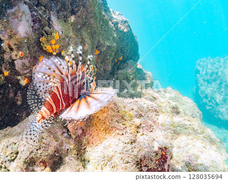A giraffe fish (Scorpaenidae) with beautiful spread wings. Hirizohama Nakagi Minamiizu Town Izu Peninsula Shizuoka Prefecture 2024 A giraffe fish (Scorpaenidae) with beautiful spread wings. Hirizohama Nakagi Minamiizu Town Izu Peninsula Shizuoka Prefecture 2024 128035694
