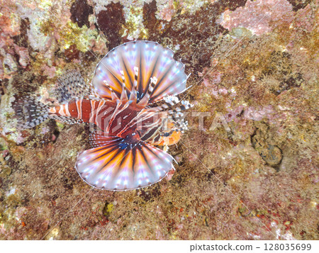 長頸魚（鲉科）有美麗的展翅。 Hirizohama Nakagi 南伊豆鎮 伊豆半島 靜岡縣 2024 128035699