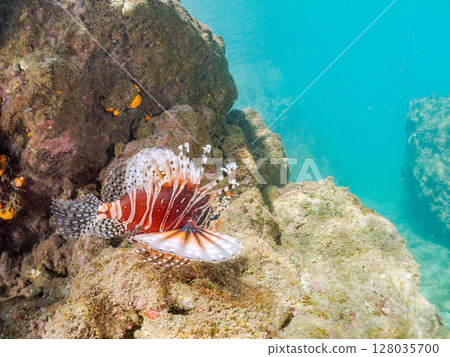 長頸魚（鲉科）有美麗的展翅。 Hirizohama Nakagi 南伊豆鎮 伊豆半島 靜岡縣 2024 128035700