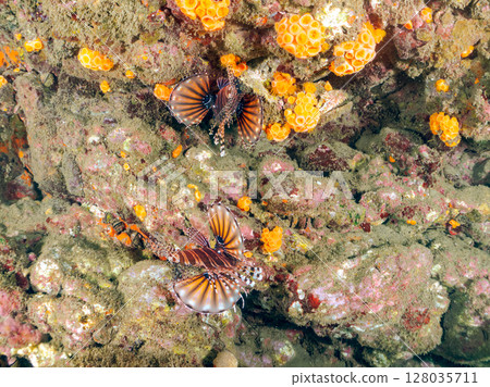 長頸魚(鲉科)有美麗的展翅。 Hirizohama Nakagi 南伊豆鎮 伊豆半島 靜岡縣 2024 長頸魚(鲉科)有美麗的展翅。 Hirizohama Nakagi 南伊豆鎮 伊豆半島 靜岡縣 2024 128035711