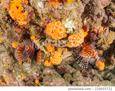 長頸魚（鲉科）有美麗的展翅。 Hirizohama Nakagi 南伊豆鎮 伊豆半島 靜岡縣 2024 128035712