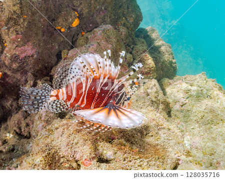 A giraffe fish (Scorpaenidae) with beautiful spread wings. Hirizohama Nakagi Minamiizu Town Izu Peninsula Shizuoka Prefecture 2024 128035716
