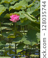 一朵蓮花蓮花 128035744