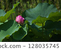葉間蓮花 128035745