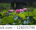 盛開的蓮花 128035746