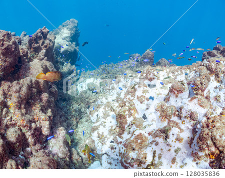A school of blue damselfish and other fish and a bleached Acropora coral. Hirizohama, Nakagi, Minamiizu Town, Izu Peninsula, Shizuoka Prefecture, 2024 A school of blue damselfish and other fish and a bleached Acropora coral. Hirizohama, Nakagi, Minamiizu Town, Izu Peninsula, Shizuoka Prefecture, 2024 128035836