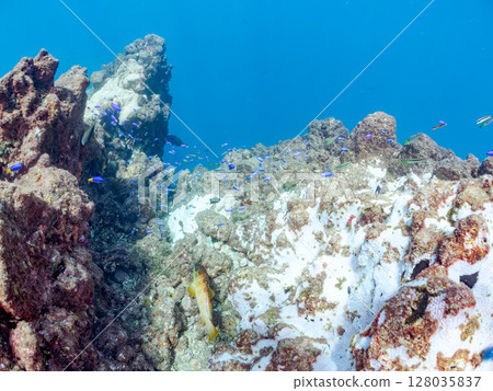 A school of blue damselfish and other fish and a bleached Acropora coral. Hirizohama, Nakagi, Minamiizu Town, Izu Peninsula, Shizuoka Prefecture, 2024 128035837