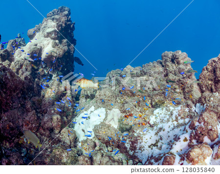 A school of blue damselfish and other fish and a bleached Acropora coral. Hirizohama, Nakagi, Minamiizu Town, Izu Peninsula, Shizuoka Prefecture, 2024 A school of blue damselfish and other fish and a bleached Acropora coral. Hirizohama, Nakagi, Minamiizu Town, Izu Peninsula, Shizuoka Prefecture, 2024 128035840