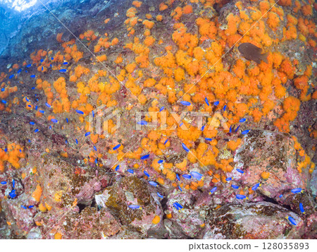 A group of Iboyagi and a group of blue-green damselfish, Oyabitcha and other fish, Nakagi Hirizo Beach, Minamiizu-cho, Kamo-gun, Izu Peninsula, 2024 A group of Iboyagi and a group of blue-green damselfish, Oyabitcha and other fish, Nakagi Hirizo Beach, Minamiizu-cho, Kamo-gun, Izu Peninsula, 2024 128035893