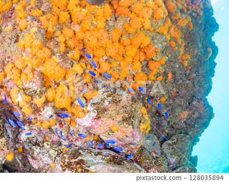 A group of Iboyagi and a group of blue-green damselfish, Oyabitcha and other fish, Nakagi Hirizo Beach, Minamiizu-cho, Kamo-gun, Izu Peninsula, 2024 128035894