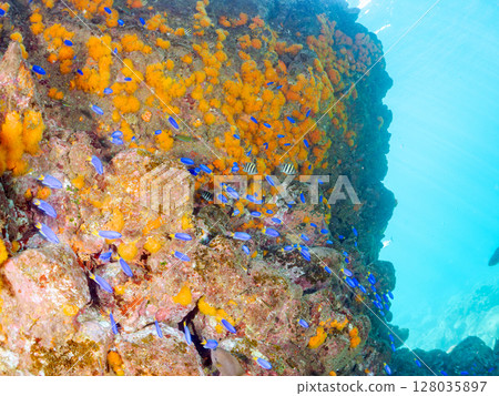 2024年，伊豆半島賀茂郡南伊豆町中木比里藏海岸，一群伊童鯛和一群藍綠色雀鯛，還有大矢鯛和其他魚類 128035897