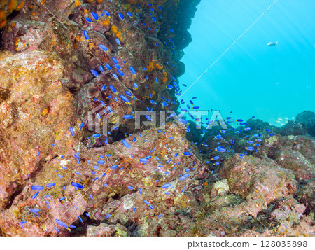 2024年，伊豆半島賀茂郡南伊豆町中木比里藏海岸，一群伊童鯛和一群藍綠色雀鯛，還有大矢鯛和其他魚類 128035898