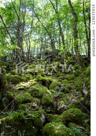 [Famous place for moss] Yamainudake [Kamikatsu Town] 128035914