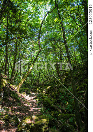 [Famous place for moss] Yamainudake [Kamikatsu Town] 128035916