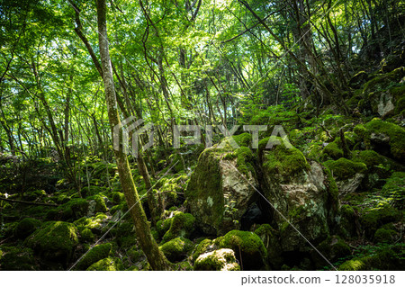 [Famous place for moss] Yamainudake [Kamikatsu Town] 128035918