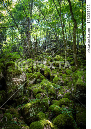[Famous place for moss] Yamainudake [Kamikatsu Town] 128035921