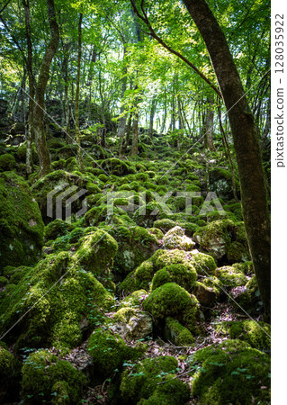 [Famous place for moss] Yamainudake [Kamikatsu Town] 128035922