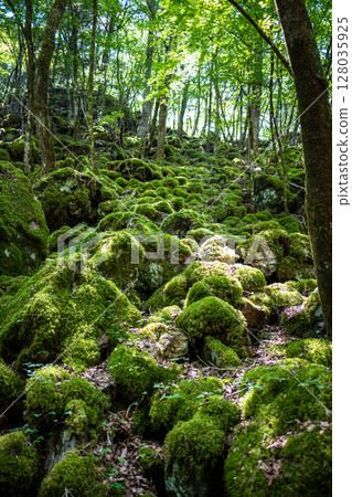 [Famous place for moss] Yamainudake [Kamikatsu Town] 128035925