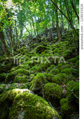 [Famous place for moss] Yamainudake [Kamikatsu Town] 128035926