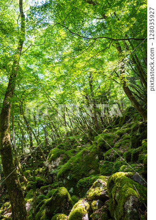 [Famous place for moss] Yamainudake [Kamikatsu Town] 128035927