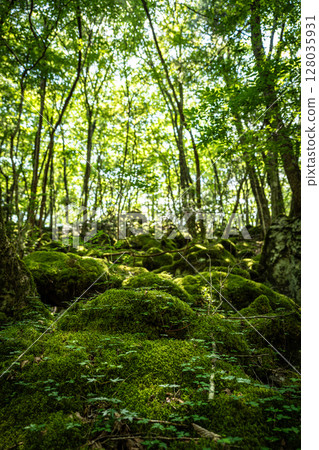 [Famous place for moss] Yamainudake [Kamikatsu Town] 128035931