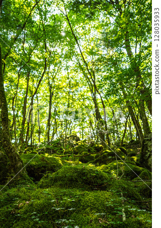 [Famous place for moss] Yamainudake [Kamikatsu Town] 128035933