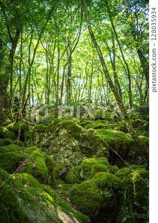 [Famous place for moss] Yamainudake [Kamikatsu Town] 128035934