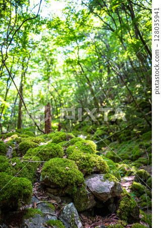 [苔蘚的名勝] Yamainudake [上勝町] 128035941
