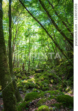 [Famous place for moss] Yamainudake [Kamikatsu Town] 128035950